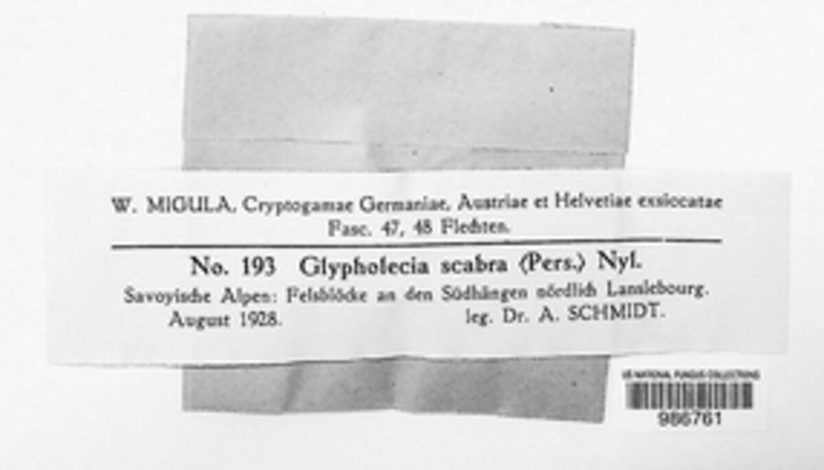 Glypholecia scabra image